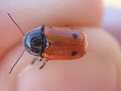 Cryptocephalus obliteratifer