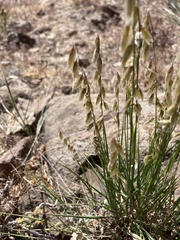 Melica stricta