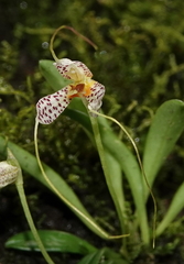 Masdevallia picturata