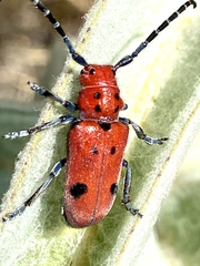 Tetraopes basalis