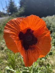 Papaver × pseudo-orientale