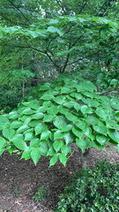 Cornus kousa