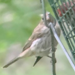 Haemorhous purpureus