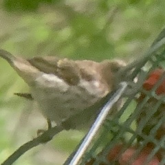 Haemorhous purpureus