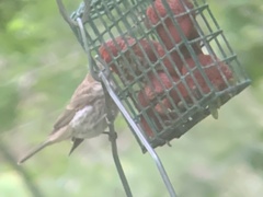 Haemorhous purpureus