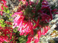 Erica versicolor