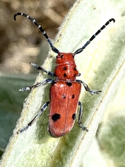 Tetraopes basalis