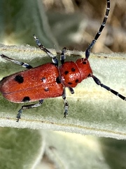 Tetraopes basalis