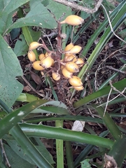 Bromelia antiacantha