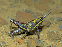 Monistria concinna