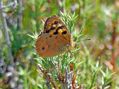 Heteronympha penelope