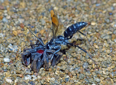 Calopompilus raptor