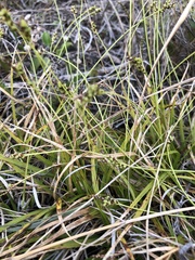 Carex concinna