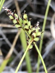 Carex concinna