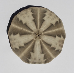 Fellaster zelandiae