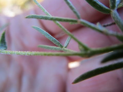 Lotononis filiformis