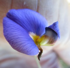 Lotononis filiformis