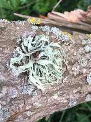 Ramalina fraxinea