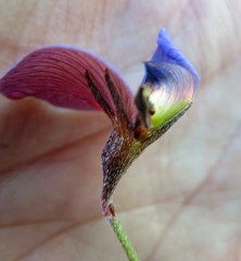 Lotononis filiformis