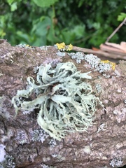 Ramalina fraxinea