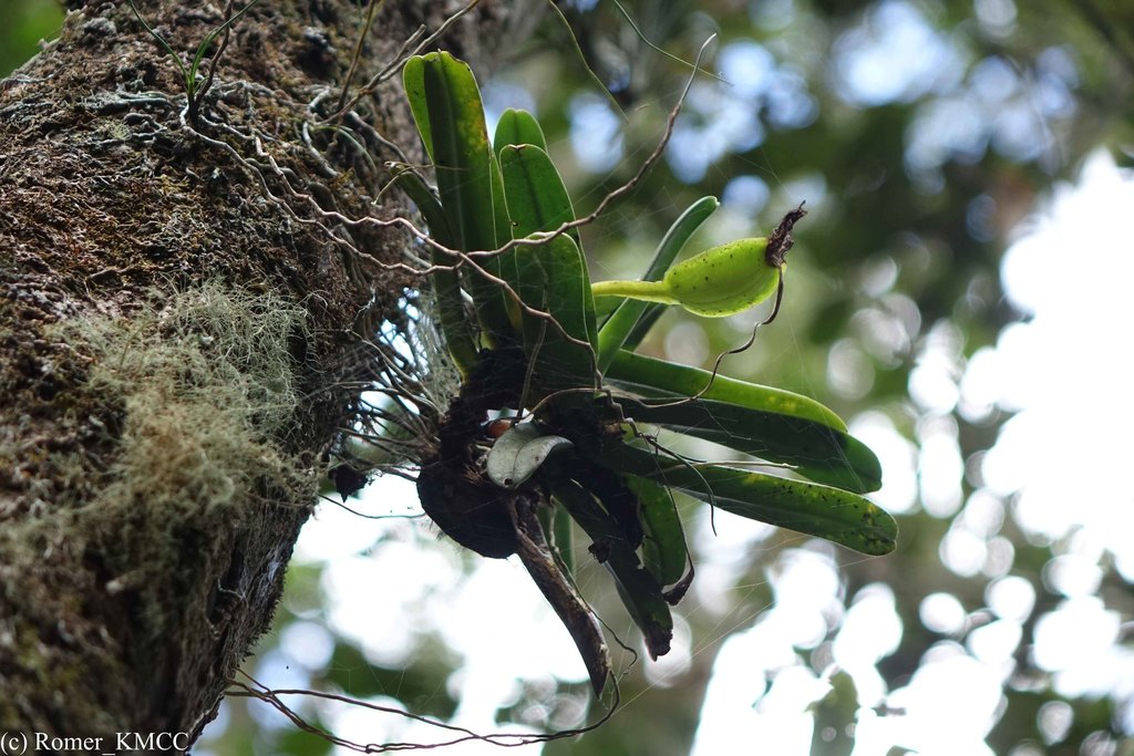 Angraecum compactum