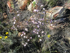 Acmadenia tetragona