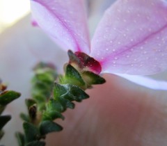 Acmadenia tetragona
