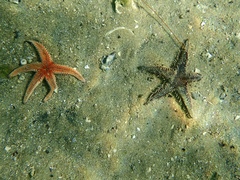Astropecten polyacanthus