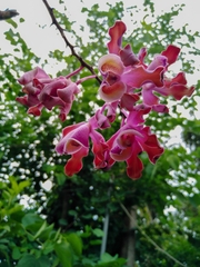 Myrmecophila tibicinis