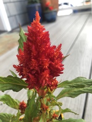 Celosia argentea plumosa