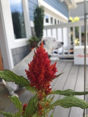 Celosia argentea plumosa