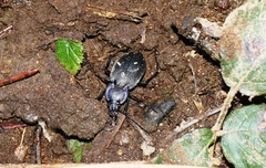 Carabus amplipennis