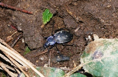Carabus amplipennis