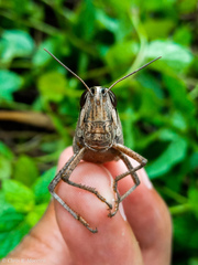 Schistocerca subspurcata