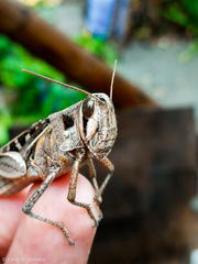 Schistocerca subspurcata