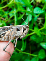 Schistocerca subspurcata