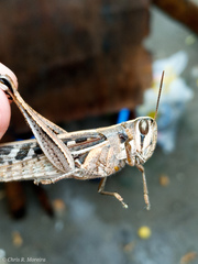 Schistocerca subspurcata