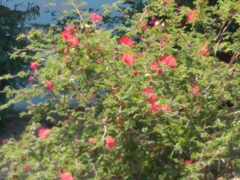 Calliandra californica