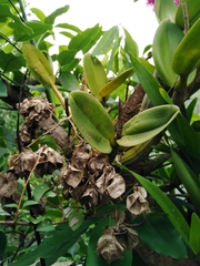 Myrmecophila tibicinis