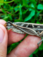 Schistocerca subspurcata