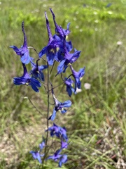 Delphinium treleasei