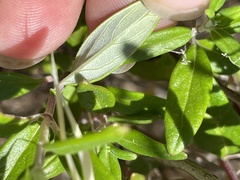 Monardella hypoleuca hypoleuca