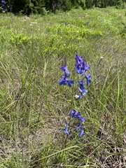 Delphinium treleasei