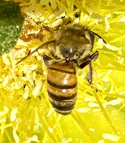 iNaturalist observation photo of Western Honey Bee