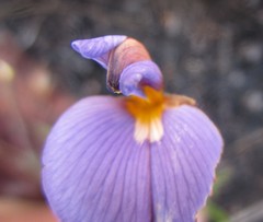 Lotononis filiformis