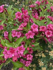 Weigela