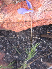 Lotononis filiformis