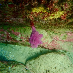 Pyura spinifera
