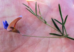 Lotononis filiformis