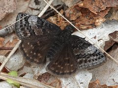 Erynnis icelus image
